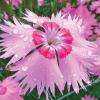 Гвоздика амурская Розовый Амур,  0, 1 г фото 1