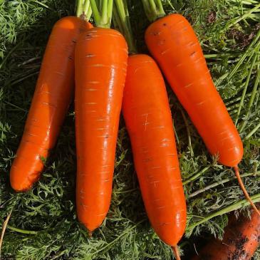 Морковь Курода, 10 г фото 1