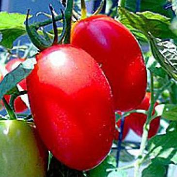 Томат Ріо Фуєго, 0,1 г фото 1