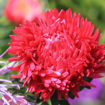 Айстра півонієподібна Ротер Турм, 0,2 г фото 1