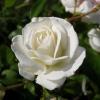 Чайно-гибридная роза SOLO WHITE / Соло Уайт