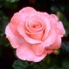 Чайно-гібридна троянда SOLO PINK / Соло Пінк