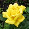 Чайно-гібридна троянда SOLO YELLOW / Соло Єллоу фото 1