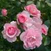 Поліантова троянда AVENUE PINK / Авеню Пінк фото 1