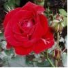 Поліантовая роза AVENUE RED / Авенью Ред фото 1