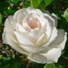 Поліантовая роза AVENUE WHITE / Авенью Уайт фото 1
