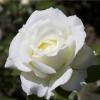 Плетиста троянда FAMILY WHITE / Фемелі Вайт фото 1