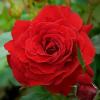 Плетиста троянда FAMILY RED / Фемелі Ред фото 1