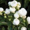 Поліантова троянда MORSDAG WHITE / Морcдаг Уайт фото 1