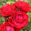 Троянда флорібунда NINA WEIBULL / Ніна Вейбул