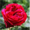 Паркова троянда RED EDEN ROSE / Ред Еден Роуз фото 1