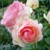 Плетистая роза EDEN ROSE / Иден Роуз,  серия Мерри Грин фото 1