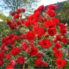 Ґрунтопокривна троянда SCARLET MEILLANDEKOR / Скарлет Мейландекор,  серія Меррі Грін фото 1