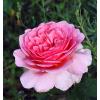 Плетиста троянда PINK MUSIMARA / Пінк Мушімара,  серія Меррі Грін фото 1