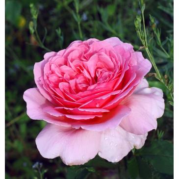 Плетиста троянда PINK MUSIMARA / Пінк Муcімара фото 1