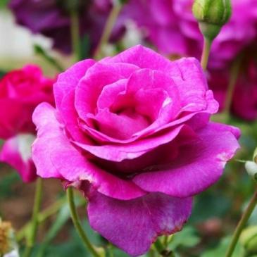 Витка троянда VIOLETTE PARFUME CLIMBING / Віолет Парфум виткий фото 1