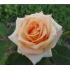 Чайно - гібридна троянда VERSILIA / Версілія,  серія Меррі Грін фото 1