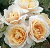 Троянда Кордес флорібунда LIONS ROSE / Лайонс Роуз фото 1