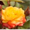 Плетиста троянда RUMBA CLIMBING / Румба плетиста,  серія Меррі Грін фото 1