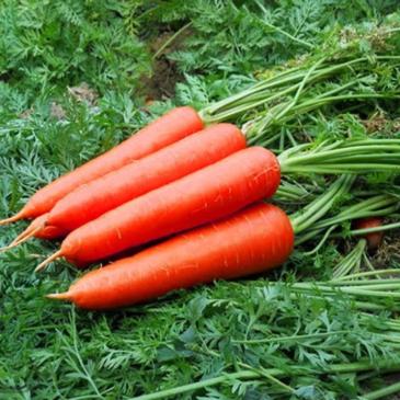 Морква Без серцевини, 20 г фото 1