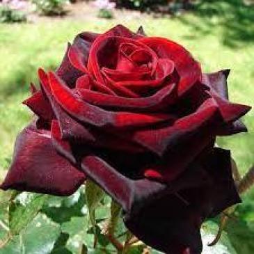 Чайно - гібридна троянда BLACK MAGIK / Блек Меджик серія Меррі Грін фото 1