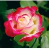 Чайно-гибридная роза DOUBLE DELIGHT / Дабл Дилайт