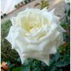 Чайно-гібридна троянда POLAR STAR / Полар Стар