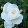 Троянда флорібунда ASPIRIN / Аспірин
