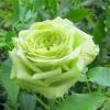 Роза флорибунда LOVELY GREEN / Лавли Грин