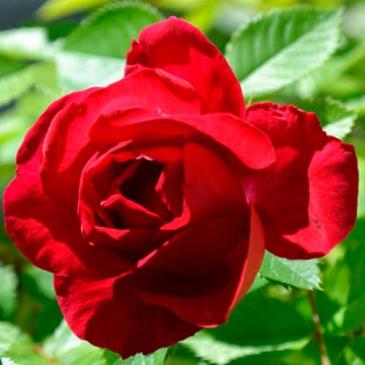 Плетиста троянда FLAMENTANZ / Фламентанз, серія Меррі Грін фото 1