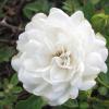 Ґрунтопокривна троянда SEA FOAM / Сіа Фом,  серія Меррі Грін фото 1
