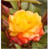 Поліантова троянда RUMBA / Румба фото 1