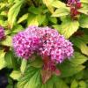 Спирея японськая ФОРБЕЛИ / Spiraea japonica Froebelii