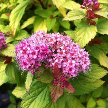 Спірея японська ФОРБЕЛІ / Spiraea japonica Froebelii фото 1