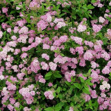 Спирея японская ЛИТЛ  ПРИНЦЕСС / Spiraea japonica Little Princess фото 1