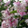 Дейція скабра ПЛЕНА / Deutzia scabra Plena