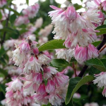 Дейция скабра плен / Deutzia scabra Plena фото 1