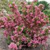 Вейгела РОЗЕА / Weigela florida Rosea