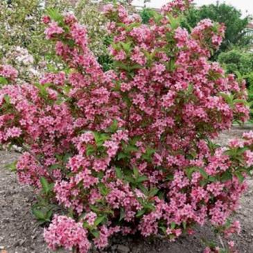 Вейгела РОЗЕА / Weigela florida Rosea фото 1