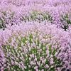 Лаванда узколистная РОЗЕА/ Lavandula angustifolia Rosea