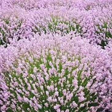 Лаванда вузьколиста РОЗЕА / Lavandula angustifolia Rosea фото 1