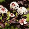 Пузыреплодник калинолистный ДИАБОЛО / Physocarpus opulifolius Diabolo