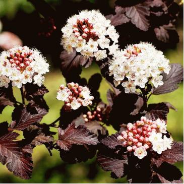 Пухироплідник калинолистний ДІАБОЛО / Physocarpus opulifolius Diabolo фото 1