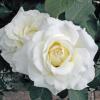 Чайно-гібридна троянда WHITE SYMPHONY / Уайт Сімфоні