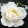 Поліантова троянда SCHNEEWITTCHTN / Шневітчен фото 1