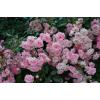 Почвопокровная роза  PINK FAIRY / Пинк Фейри,  серия Мерри Грин фото 1