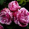 Паркова троянда FERDINAND PICHARD/ Фердінанд Пішард,  серія Меррі Грін фото 1