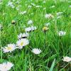 Трава газонна Українська красуня,  500 г фото 1