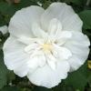 Гибискус сирийский ВАЙТ ШИФОН / Hibiscus syriacus White Chiffon