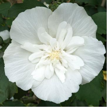 Гібіскус сирійський ВАЙТ ШИФОН / Hibiscus syriacus White Chiffon фото 1